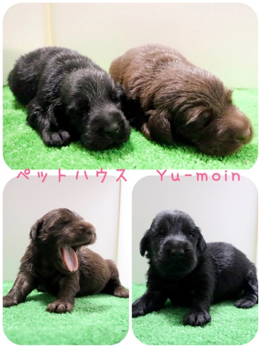 ご家族様が決まりました♪ 犬の販売 1672