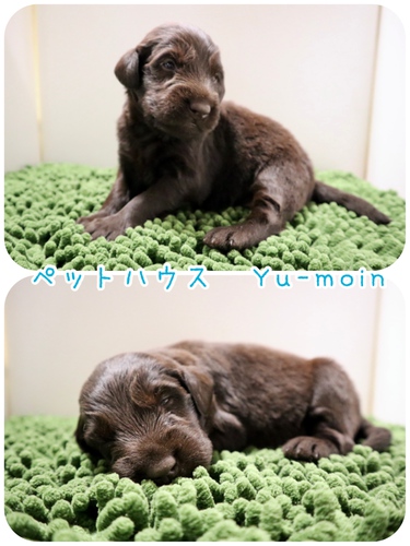ご家族様が決まりました♪ 犬の販売 1678