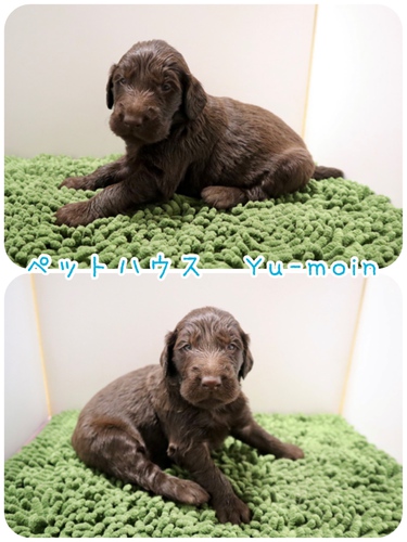 ご家族様が決まりました♪ 犬の販売 1679
