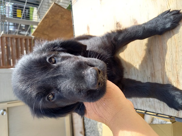 元気いっぱい。性格抜群のいい子です。 犬の販売 1688