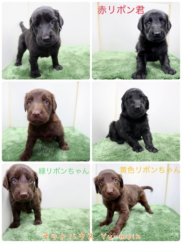 フラットコーテッド・レトリーバー 犬の販売・譲渡 1716 ご家族様が決まりました!