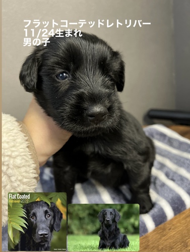 フラットコーテッド・レトリーバー 犬の販売・譲渡 1719 決まりました。ありがとうございました