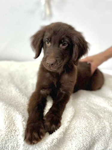 フラットコーテッド・レトリーバー 犬の販売・譲渡 1732 キュートなお顔のレバーカラー男の子