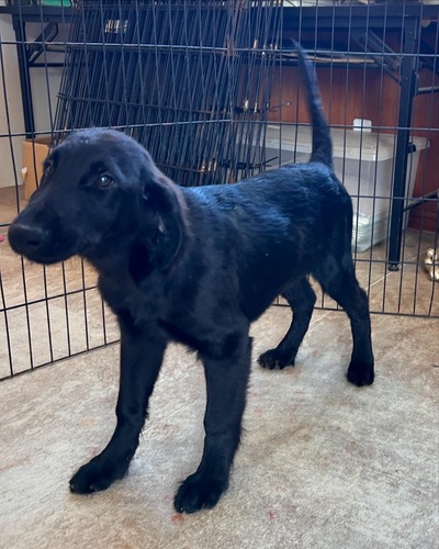 フラットコーテッド・レトリーバー 犬の販売・譲渡 1733 両親チャンピオンの元気フラット