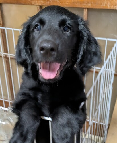 フラットコーテッド・レトリーバー 犬の販売・譲渡 1737 元気で可愛いフラットの女の子