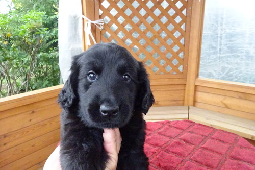 フラットコーテッド・レトリーバー 犬の販売・譲渡 1739 人懐こい子直ぐに近寄ってきます。