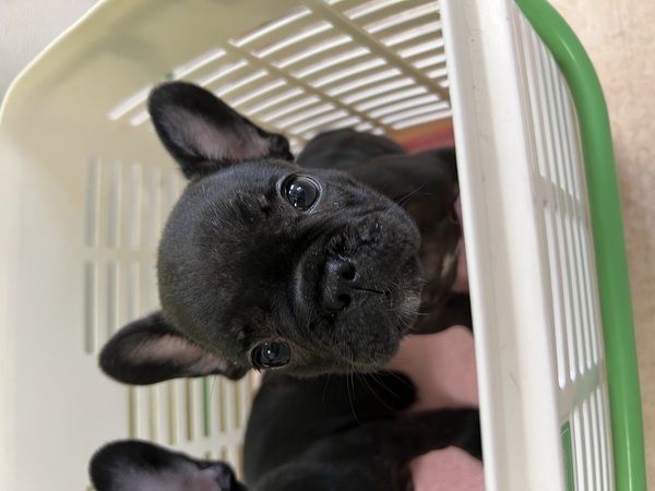 家族の元へ 犬の販売 10013
