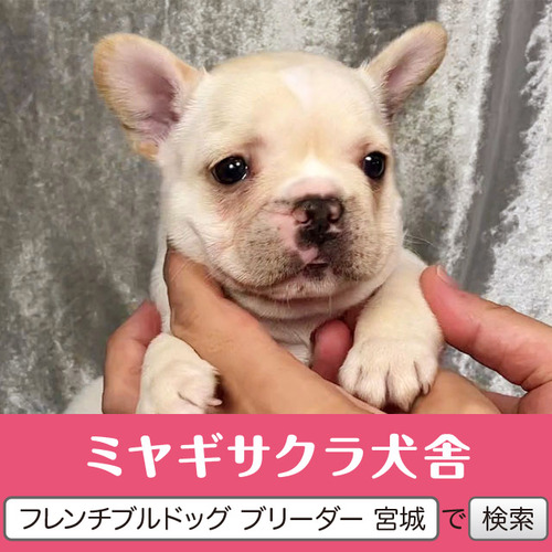 フレンチブルドッグ 犬の販売・譲渡 10015 ☆良血統☆クリームの男の子☆