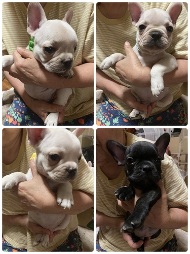 フレンチブルドッグ 犬の販売・譲渡 10018 子犬産まれました!!