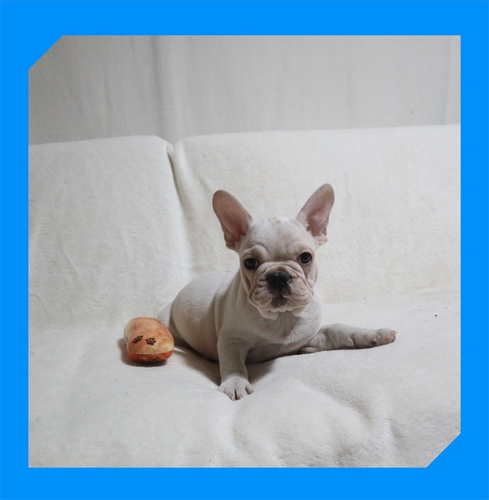 フレンチブルドッグ 犬の販売・譲渡 10020 ●パイド・総額価格です。●