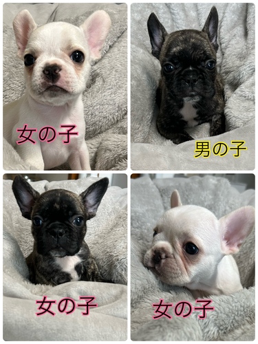 可愛いフレブル4兄妹 犬の販売 10031