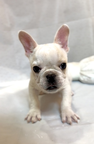 フレンチブルドッグ 犬の販売・譲渡 10033 クリーム 男の子