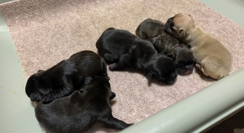 フレンチブルドッグ 犬の販売・譲渡 10039 ☆可愛い5兄妹です☆