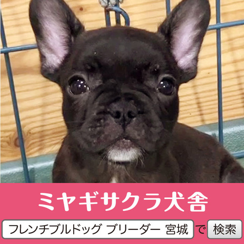 フレンチブルドッグ 犬の販売・譲渡 10041 パパはJKCチャンピオン☆ 良血統の王子様☆
