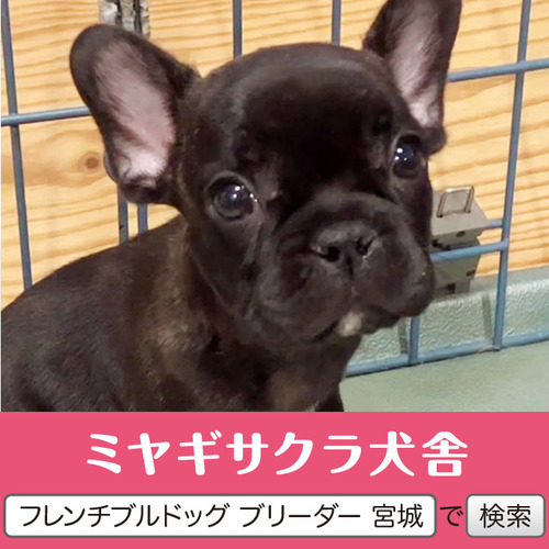 フレンチブルドッグ 犬の販売・譲渡 10044 パパはJKCチャンピオン☆良血統の王子様☆(P2)