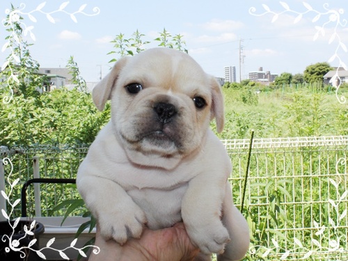 フレンチブルドッグ 犬の販売・譲渡 10051 シッカリ体型でくすく成長中。会いに来てね!