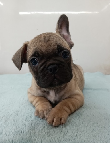 両親とも外産輸入犬・フォーンの女の子#1・長野県 犬の販売 10054