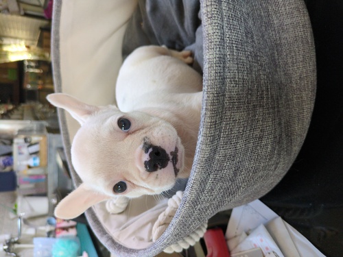 フレンチブルドッグ 犬の販売・譲渡 10059 可愛い男の子