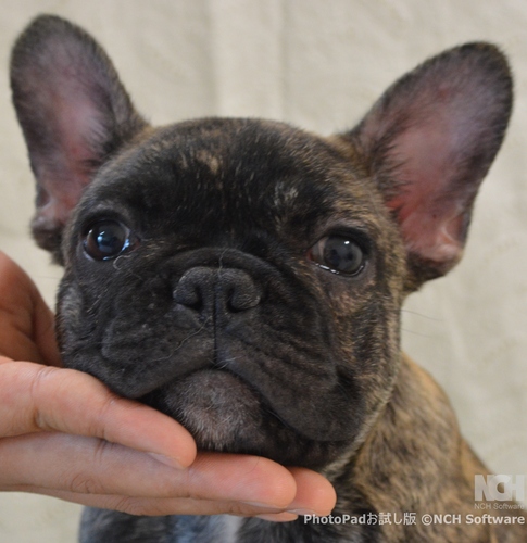 最終価格!最後の1匹ですお問い合わせお早めに! 犬の販売 10060