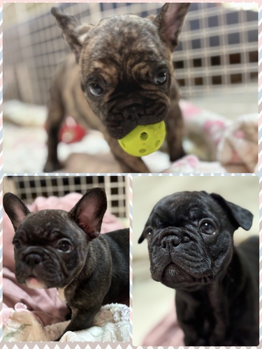 フレンチブルドッグ 犬の販売・譲渡 10062 可愛い3兄妹です