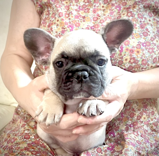 両親チャンピオン直子フォーンの男の子 犬の販売 10071