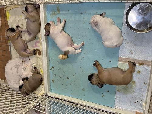 フレンチブルドッグ 犬の販売・譲渡 10074 希少カラーの仔犬達です