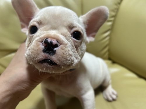 フレンチブルドッグ 犬の販売・譲渡 10077 真っ白な男の子