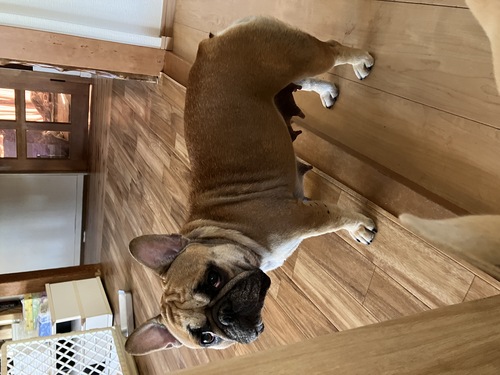 フレンチブルドッグ 犬の販売・譲渡 10078 一般家庭に決まりました