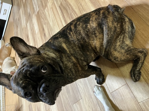 フレンチブルドッグ 犬の販売・譲渡 10080 一般家庭に決まりました