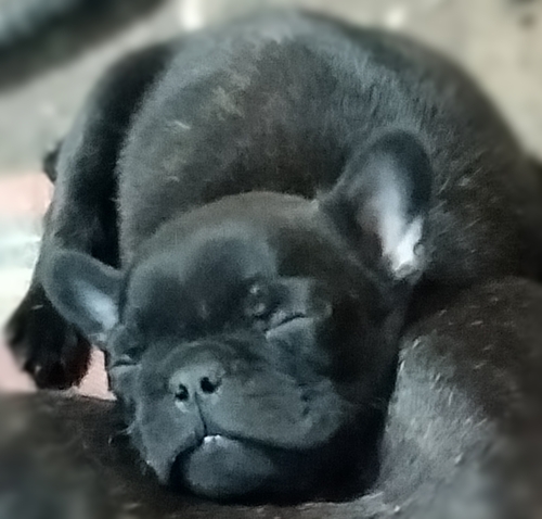 フレンチブルドッグ 犬の販売・譲渡 10086 ムチムチのチビチビな僕です
