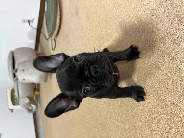 フレンチブルドッグ 犬の販売・譲渡 10091 実物の方が断然可愛いブリンドルくんです