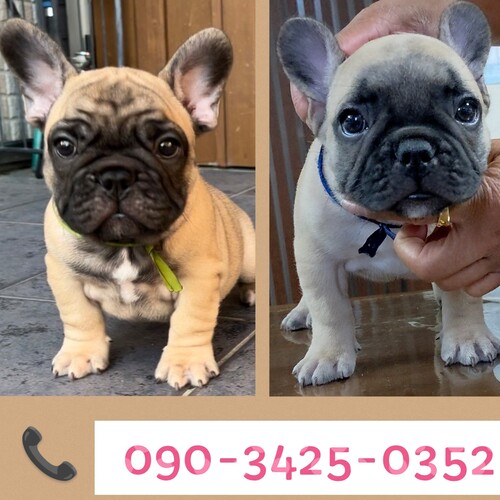 ★ムチムチボディの男の子★ 犬の販売 10098