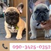 t`uhbO q T ``{fB̒j... 10098