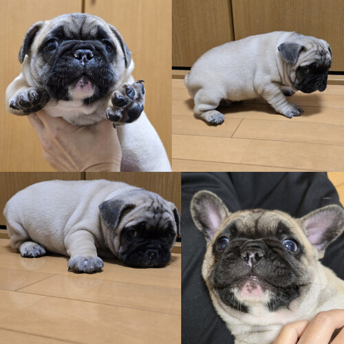 フレンチブルドッグ 犬の販売・譲渡 10101 ずんぐりむっくり君