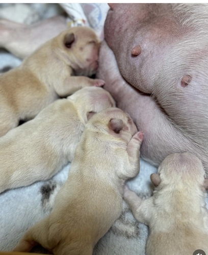 フレンチブルドッグ 犬の販売・譲渡 10104 イングリッシュブルドッグ生まれています!