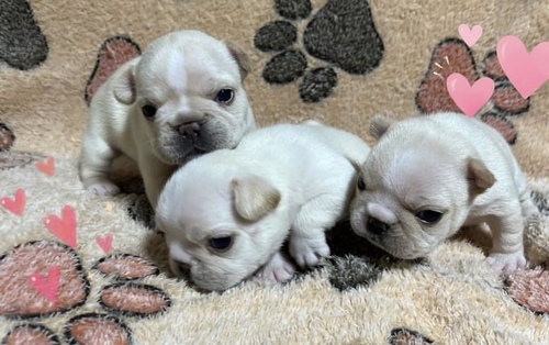 フレンチブルドッグ 犬の販売・譲渡 10105 両親輸入犬!父親チャンピオン