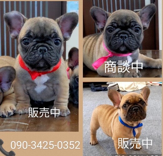 ★人気のレッドフォーン★コンパクトでもムチムチボデ 犬の販売 10108