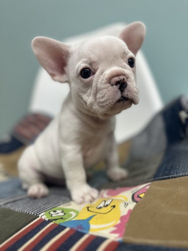 フレンチブルドッグ 犬の販売・譲渡 10109 キレイなクリーム男の子