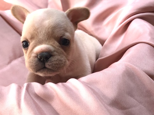 フレンチブルドッグ 犬の販売・譲渡 10115 可愛いアメリカラインの子生まれました
