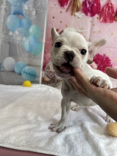 フレンチブルドッグ 犬の販売・譲渡 10116 クリームカラーの女の子