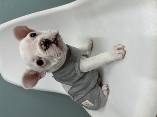 フレンチブルドッグ 犬の販売・譲渡 10118 キレイなクリーム男子