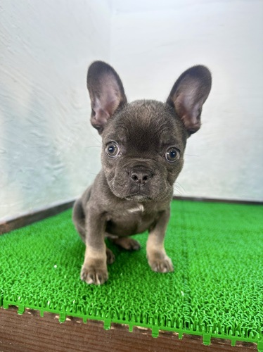 フレンチブルドッグ 犬の販売・譲渡 10120 フレブル ブルー&タン
