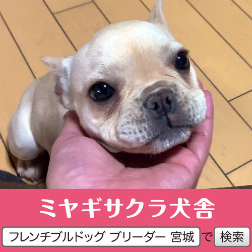 フレンチブルドッグ 犬の販売・譲渡 10123 パパはJKCチャンピオン☆ ブリンドルの女の子☆