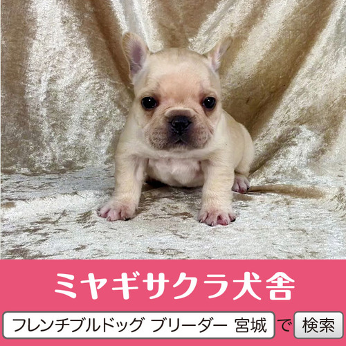 フレンチブルドッグ 犬の販売・譲渡 10124 パパはJKCチャンピオン☆ クリームの長女☆