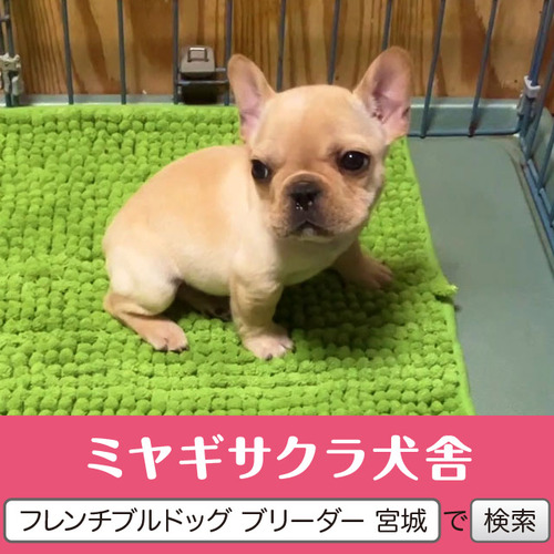 フレンチブルドッグ 犬の販売・譲渡 10125 パパはJKCチャンピオン☆ クリームの長男☆