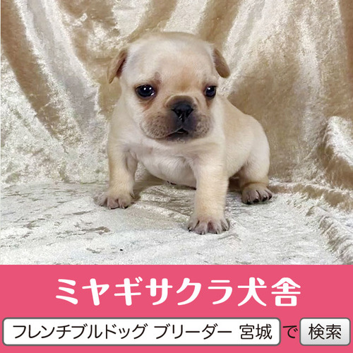 フレンチブルドッグ 犬の販売・譲渡 10126 パパはJKCチャンピオン☆ クリームの次男☆