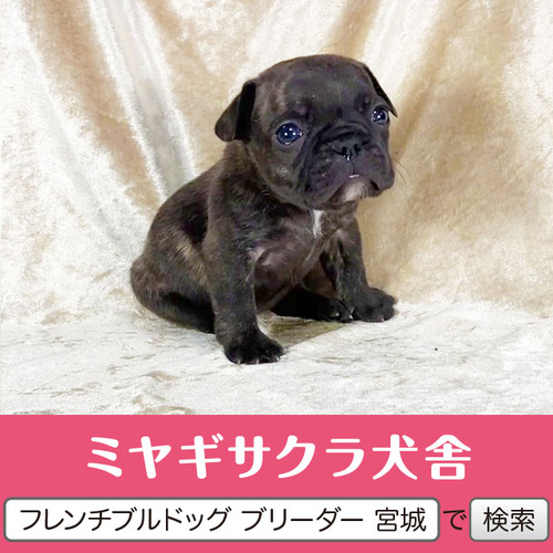 フレンチブルドッグ 犬の販売・譲渡 10128 パパはJKCチャンピオン☆ ブリンドルの次女☆