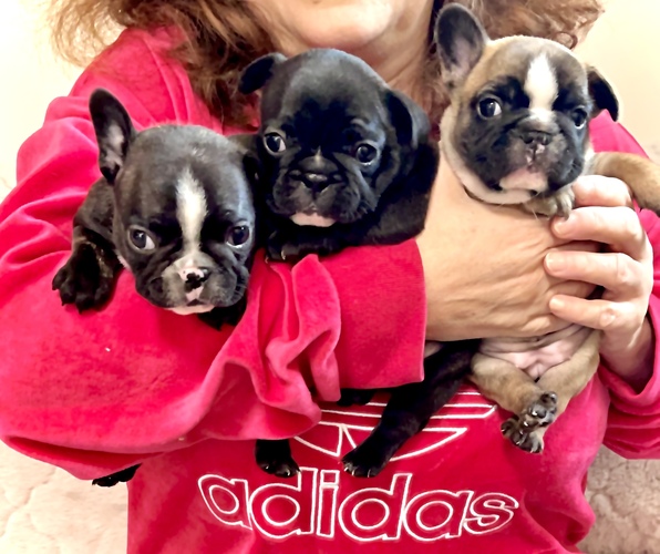 フレンチブルドッグ 犬の販売・譲渡 10130 両親ヨーロピアン名門犬舎の血統を受け継ぐ子