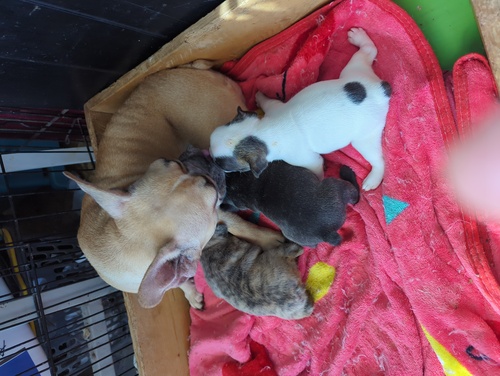 フレンチブルドッグ 犬の販売・譲渡 10138 可愛い子犬達です