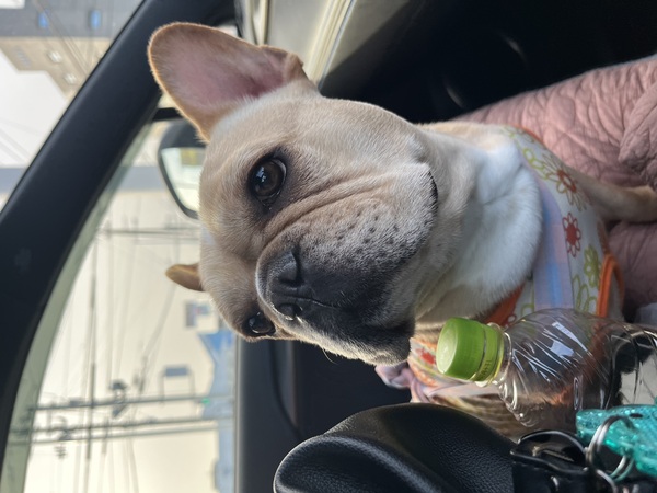 フレンチブルドッグ クリーム 成犬2歳 犬の販売 10141